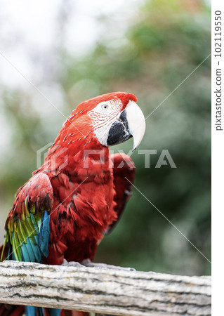 Colorful parrot Colorful parrot 102119550