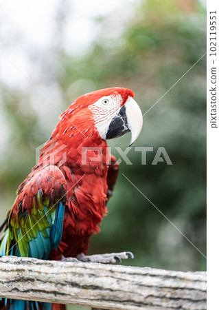 Colorful parrot Colorful parrot 102119551