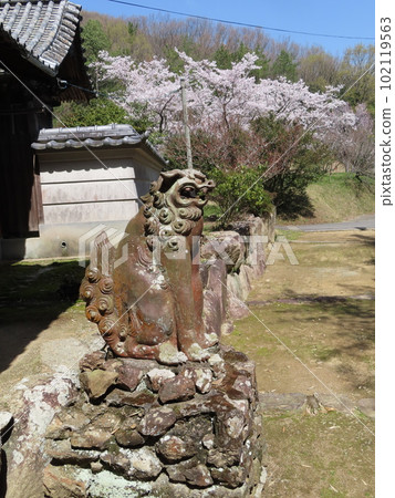 Komainu of Susanoo Shrine at the ruins of Myosenji Temple with cherry blossoms in the sect hall, a designated natural monument of Okayama Prefecture 102119563