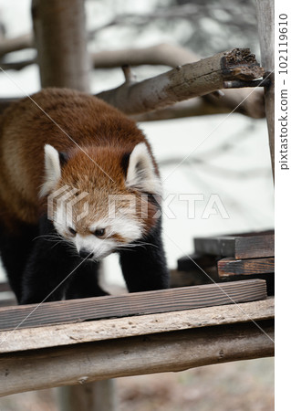 A red panda looking for something A red panda looking for something 102119610