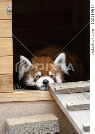 A red panda relaxing in a hut A red panda relaxing in a hut 102119613
