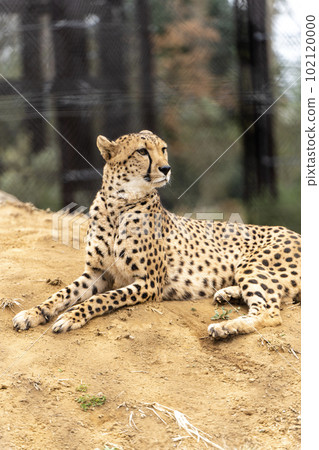 Cheetah in Chiba City Zoological Park Cheetah in Chiba City Zoological Park 102120000