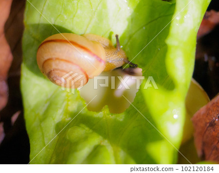 Snail eating a lot of lettuce 102120184