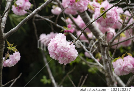 重瓣櫻花盛開在樹枝的頂端 102120227