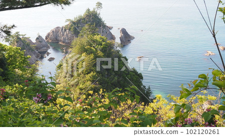 新鮮的綠色和油菜籽 Goto 102120261