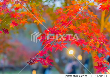 [風景]秋葉[秩父] 102120411
