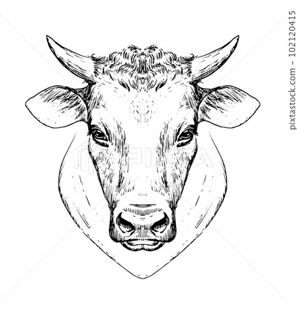 Cow head icon, engraving style hand drawing, symbol for farm, dairy products, poster. Vector illustration isolated on white. Cow head icon, engraving style hand drawing, symbol for farm, dairy products, poster. Vector illustration isolated on white. 102120415