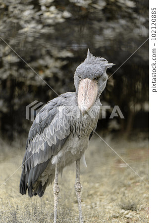 Shoebill at Chiba City Zoological Park Shoebill at Chiba City Zoological Park 102120885