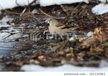 Northern pintails descending on the pastures of the Tokachi Plain after the snow melts during spring migration Northern pintails descending on the pastures of the Tokachi Plain after the snow melts during spring migration 102120961