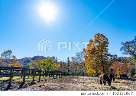 長野縣木曾町木曾馬在開田高原的木曾馬村吃草秋色 長野縣木曾町木曾馬在開田高原的木曾馬村吃草秋色 102121067