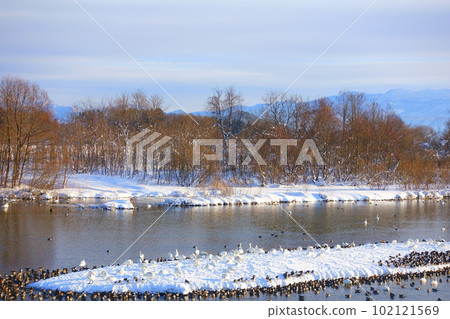 Swans, ducks, migratory birds, Kubota waterside school, Yonezawa 102121569