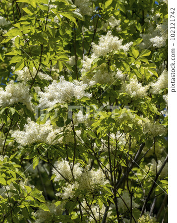 Aodamo flower used as bat material Aodamo flower used as bat material 102121742