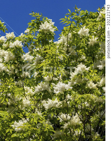 Aodamo flower used as bat material Aodamo flower used as bat material 102121743