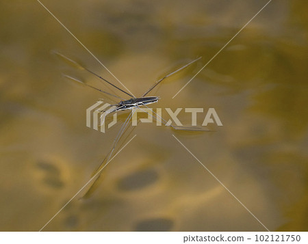 漂浮在池塘表面的巨型水黽 102121750