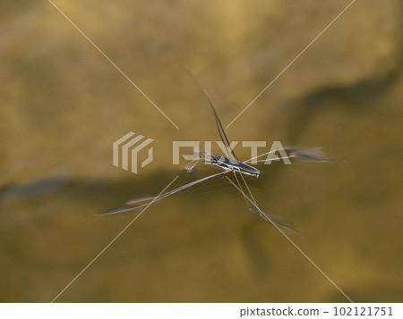 漂浮在池塘表面的巨型水黽 102121751