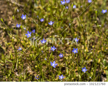 許多雛菊花在陽光明媚的地面上綻放 102121760