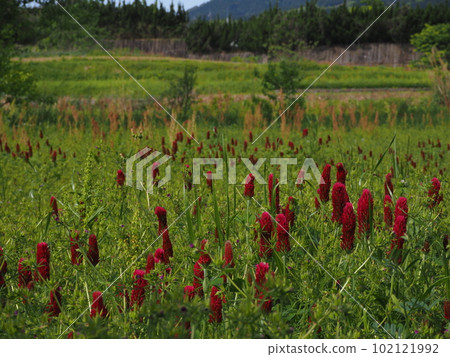 草莓蠟燭 102121992