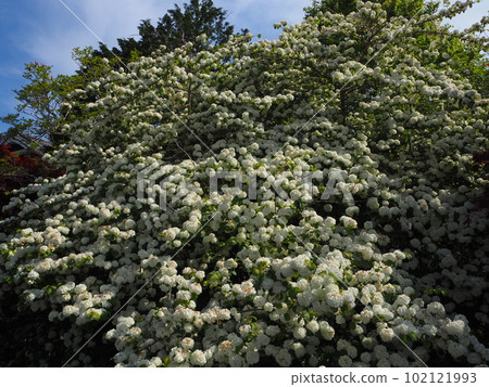 a mountain-like giant deer 102121993