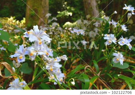 Japanese fringed flower blooming in full bloom 102122706
