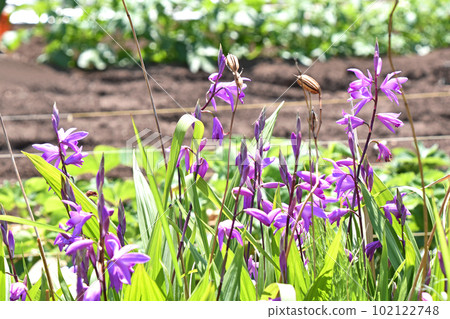 Shiran growing in clusters along the roadside in spring Shiran growing in clusters along the roadside in spring 102122748