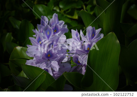 水葫蘆淡紫色的花朵 水葫蘆淡紫色的花朵 102122752