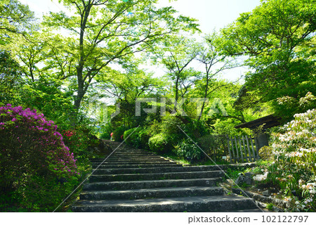 Fresh green Hakone Gora Park Fresh green Hakone Gora Park 102122797
