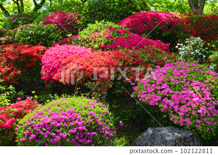 Fresh green Hakone Gora Park 102122811