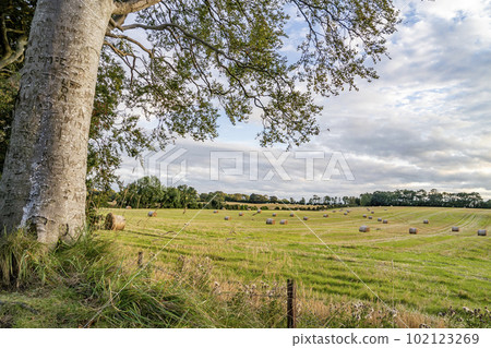 The Dark Hedges tree tunnel in Ballymoney, Northern Ireland The Dark Hedges tree tunnel in Ballymoney, Northern Ireland 102123269