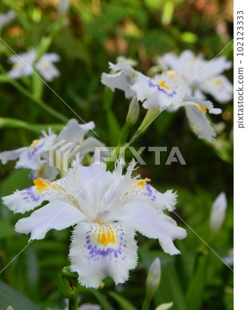 春天的白花 102123333