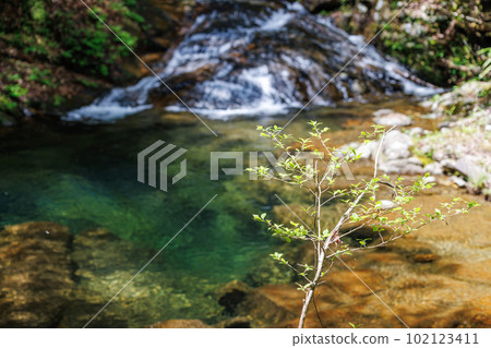 A young tree and waterfall ④ A young tree and waterfall ④ 102123411