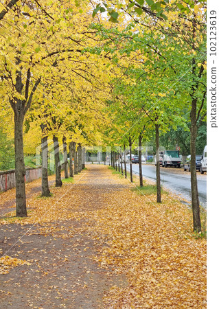 Yellow green trees along the street in autumn. Fallen leaves on the ground. Yellow green trees along the street in autumn. Fallen leaves on the ground. 102123619