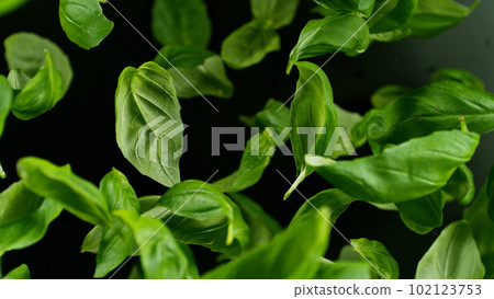 Falling basil leaves, isolated on black background. Falling basil leaves, isolated on black background. 102123753