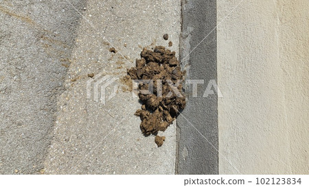 A large amount of horse manure on the road 102123834