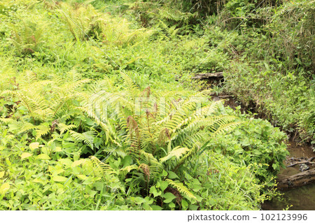 Koajiro Forest, Miura City, Kanagawa Prefecture (spring/early summer) 102123996