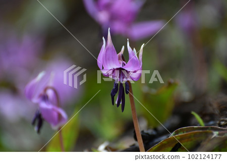 白馬卡塔庫栗花園 白馬卡塔庫栗花園 102124177