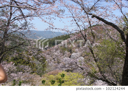 奈良縣世界遺產吉野山春景 奈良縣世界遺產吉野山春景 102124244