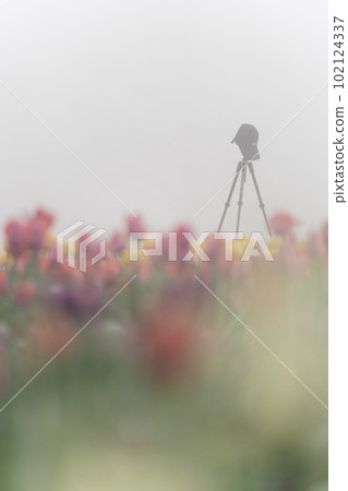 Tulip field, haze and tripod Tulip field, haze and tripod 102124337