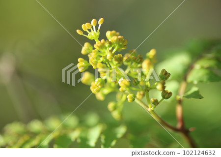 Japanese pepper, a small yellow flower that blooms in early summer Japanese pepper, a small yellow flower that blooms in early summer 102124632