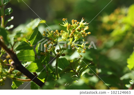 Japanese pepper, a small yellow flower that blooms in early summer 102124663