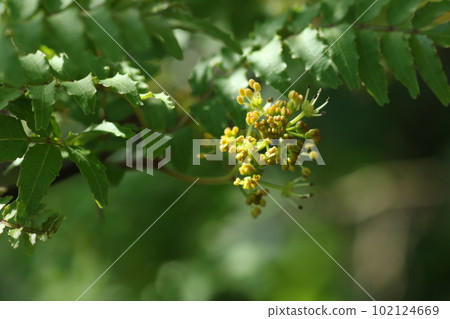 日本胡椒，一種在初夏開花的黃色小花 102124669