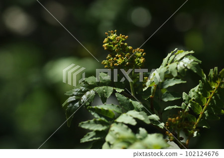 Japanese pepper, a small yellow flower that blooms in early summer Japanese pepper, a small yellow flower that blooms in early summer 102124676