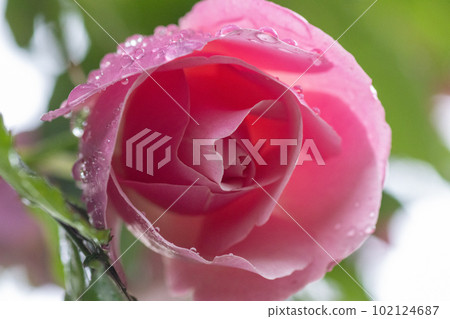roses wet in the spring rain roses wet in the spring rain 102124687