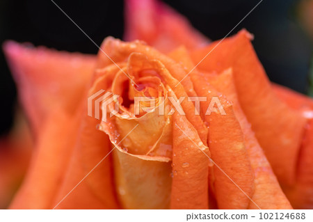 Rose of the rain Rose of the rain 102124688