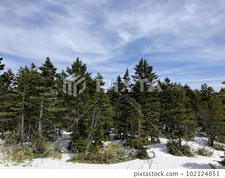春季滑雪_橫手山、志賀高原_澀谷滑雪場_初春滑雪場_積雪 102124851