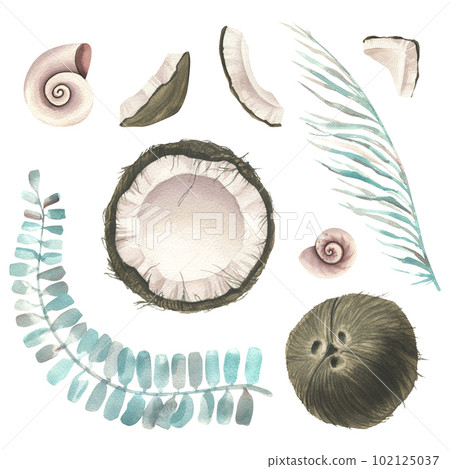 Whole coconuts and slices with tropical palm leaves and seashells. Watercolor illustration. Set isolated elements on a white background. For the dcoration and design Whole coconuts and slices with tropical palm leaves and seashells. Watercolor illustration. Set isolated elements on a white background. For the dcoration and design 102125037