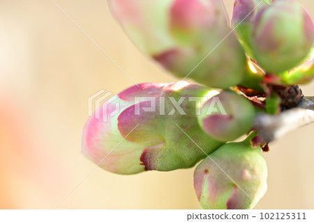 白色和粉紅色的 Mokko 芽 白色和粉紅色的 Mokko 芽 102125311