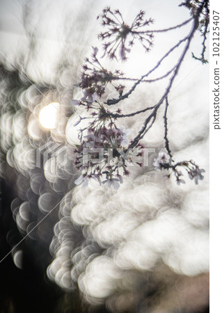 大瀧公園的櫻花 大瀧公園的櫻花 102125407