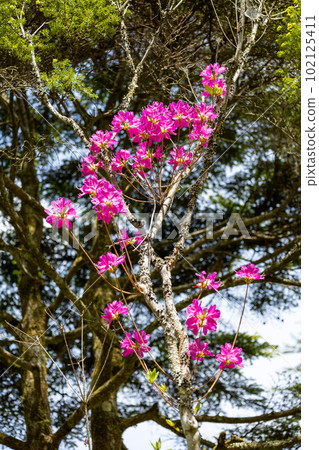 Ashitaka azalea (Ashitaka azalea) that colors spring Ashitaka azalea (Ashitaka azalea) that colors spring 102125411