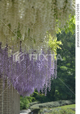 Fuji in full bloom 102125696