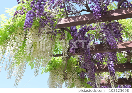 Wisteria 102125698